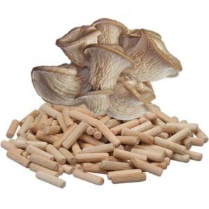 🍄 Oesterzwammen Paddenstoelen pluggen (deuvels)