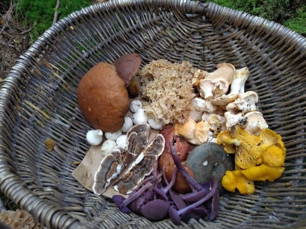 Lezing: Magie van Paddenstoelen - Afbeelding 3