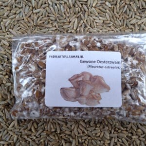 Startersbroed / Paddenstoelenbroed - voor paddenstoelen kweekset Bakkie pleur(otus)