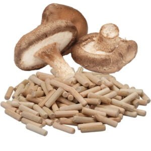 🍄 Shiitake - Paddenstoelen pluggen (deuvels)