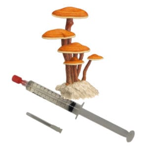 🍄 Reishi - Sporenspuit