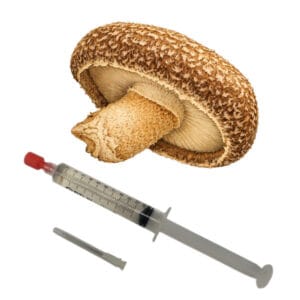 🍄 Shiitake - Sporenspuit
