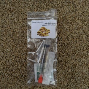 🍄 Gele oesterzwam - Sporenspuit