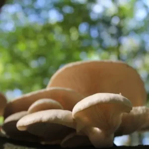 Cursus Paddenstoelen kweken - Basis