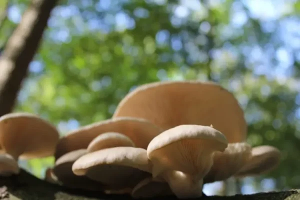 Cursus Paddenstoelen kweken - Basis