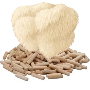 🍄 Pruikzwam, Lion's mane  - Paddenstoelen pluggen (deuvels)