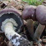 Garden giant – Paddenstoelenbroed – kweken op houtsnippers