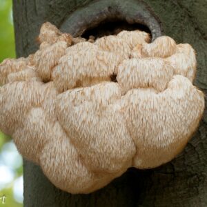 Paddenstoelenbroed - Pruikzwam (Lion's mane)  1,5 of 3 liter