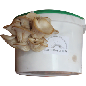 Paddenstoelen kweekset
