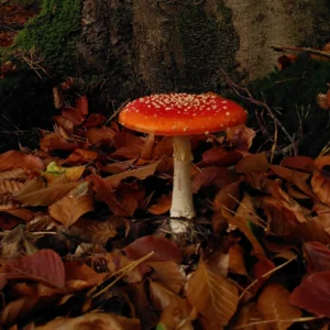 Cursus Wilde en Eetbare paddenstoelen - Basis