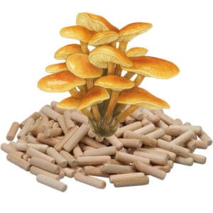 🍄 Fluweelpootje (Enoki) Paddenstoelen pluggen (deuvels)