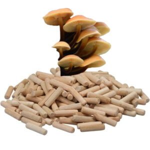 🍄 Fluweelpootje (Enoki) Paddenstoelen pluggen (deuvels)