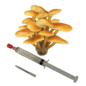 🍄 Fluweelpootje (Enoki) - Sporenspuit