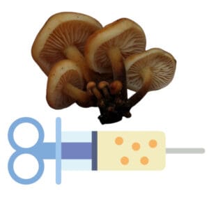 🍄 Fluweelpootje (Enoki) - Sporenspuit