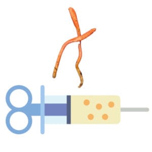 🍄 Cordyceps Militaris - Sporenspuit