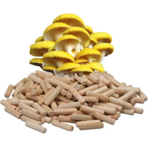 🍄 Gele Oesterzwam Paddenstoelen pluggen (deuvels)