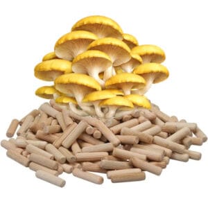 🍄 Gele Oesterzwam Paddenstoelen pluggen (deuvels)