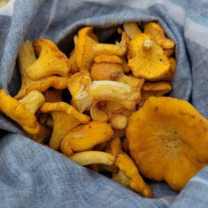 Cursus Lente paddenstoelen en zomer paddenstoelen