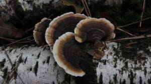 Medicinale paddenstoelen