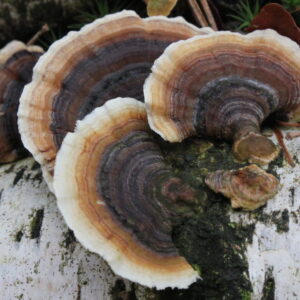 Cursus Medicinale paddenstoelen en winter paddenstoelen