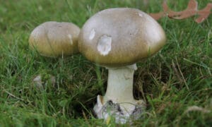 Giftige paddenstoelen