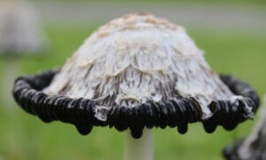 Paddenstoelen herkennen