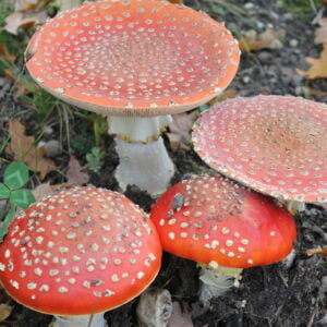 Basiscursus paddenstoelen en herfst paddenstoelen
