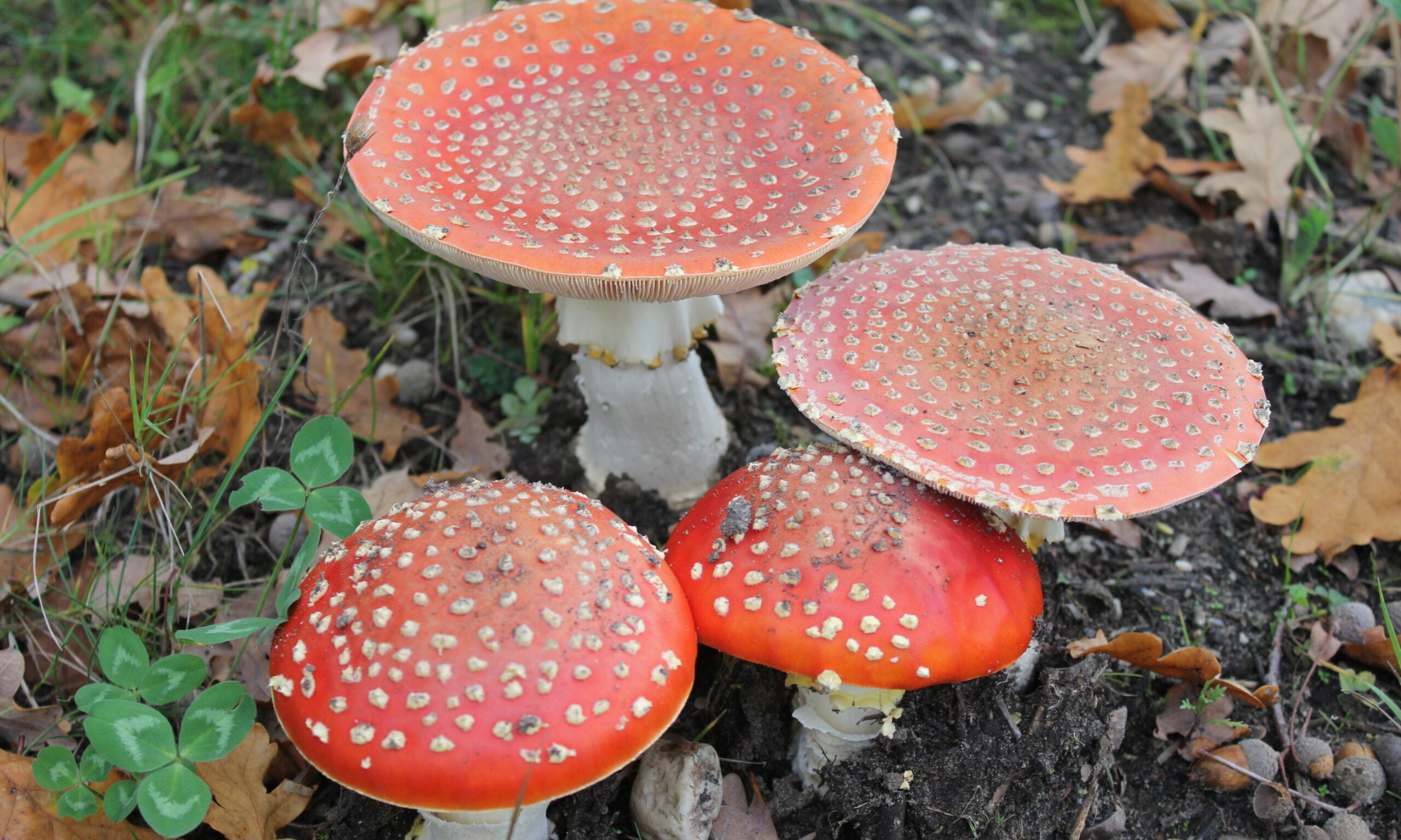 Basiscursus paddenstoelen en herfst paddenstoelen