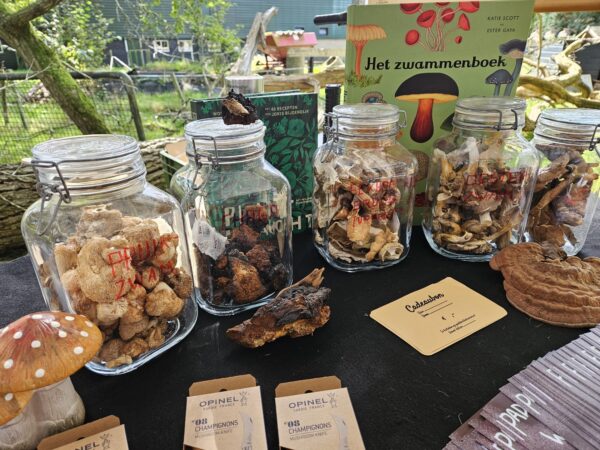 Workshop Medicinale paddenstoelen - Afbeelding 2