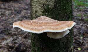 Week 6: Medicinale paddenstoelen deel 3