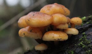 Week 4: Late winter paddenstoelen