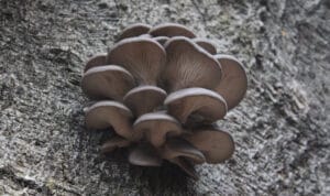 Week 1: Winter paddenstoelen
