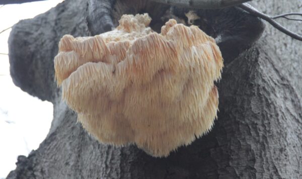 Workshop Medicinale paddenstoelen - Afbeelding 3