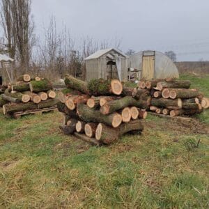 Eiken stam - voor paddenstoelen kweek