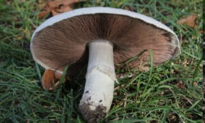 Champignons