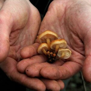 Workshop Medicinale paddenstoelen