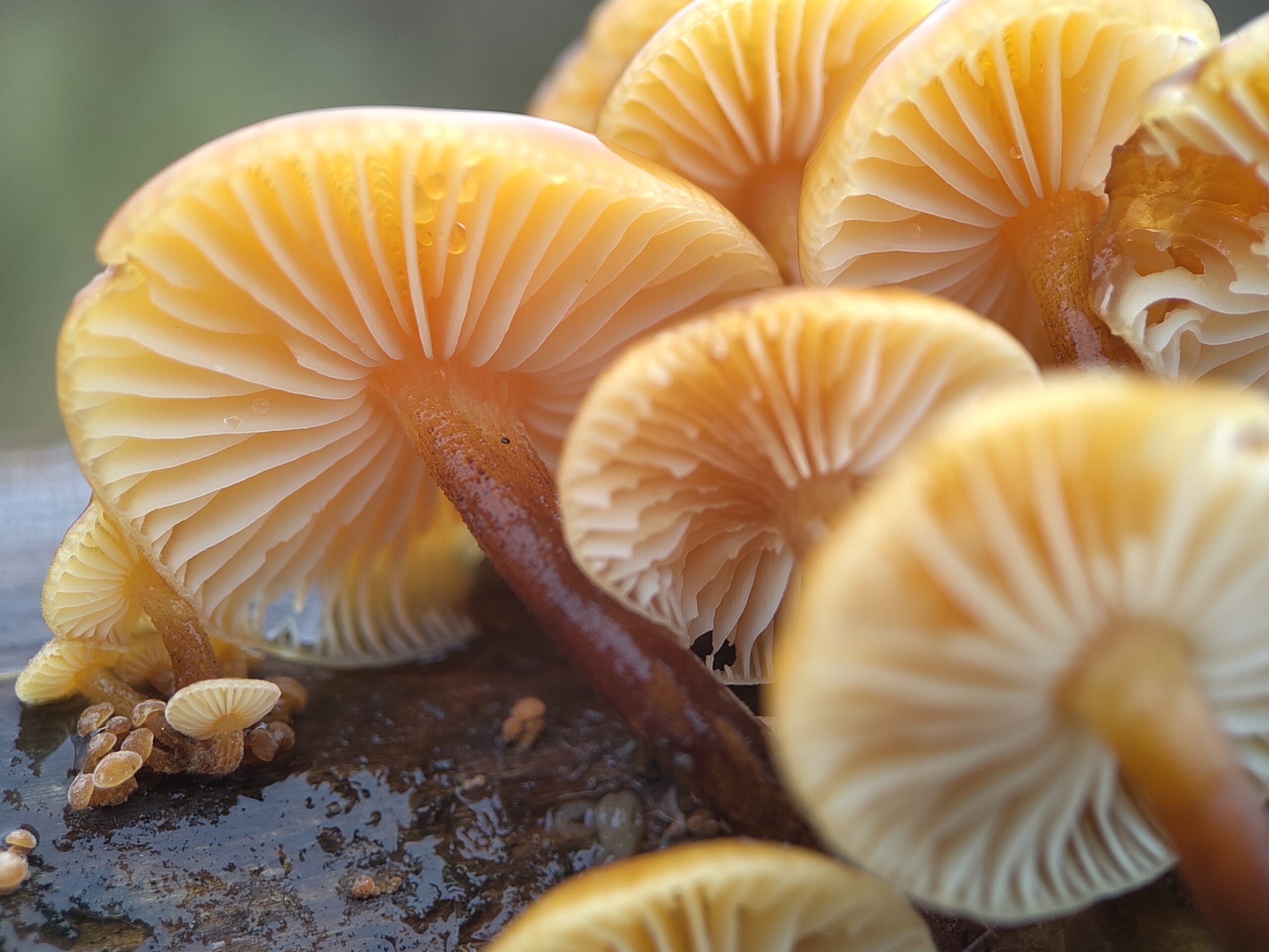 ๐ Fluweelpootje (Enoki) - Sporenspuit - Afbeelding 3