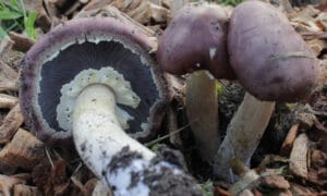 De eerste lente paddenstoelen