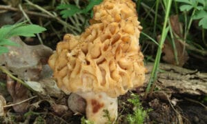 Morieljes, morieljes, morieljes