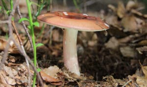 Russula