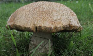 Zomer paddenstoelen
