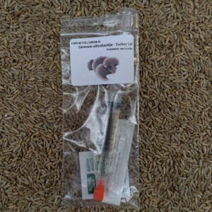 🍄 Elfenbankje - Sporenspuit