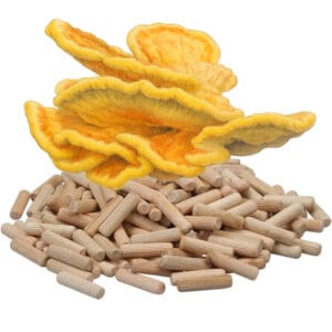 🍄 Zwavelzwam, boskip - Paddenstoelen pluggen (deuvels)