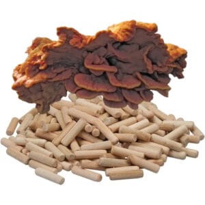 🍄 Zwavelzwam, boskip - Paddenstoelen pluggen (deuvels)