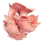 Roze oesterzwam
