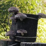 📜 Shiitake paddenstoel op stam – Shiitake kweekset