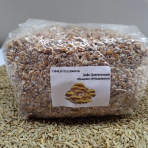 Gele oesterzwam broed – topkwaliteit paddenstoelenbroed