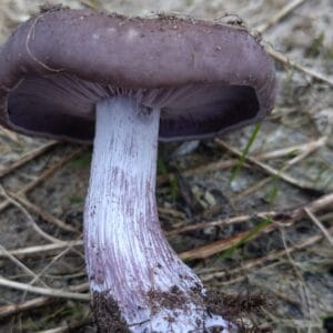 Paarse schijnridderzwam, wood blewit - Paddenstoelenbroed - kweken op houtsnippers
