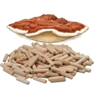 🍄 Platte tonderzwam - Artist's bracket - Paddenstoelen pluggen (deuvels)