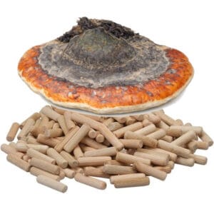 🍄 Roodgerande houtzwam - Red-Belted Conk - Paddenstoelen pluggen (deuvels)